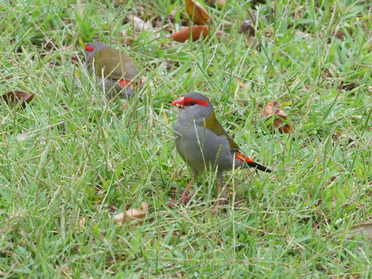 Red-browed Firetail - ML647486666