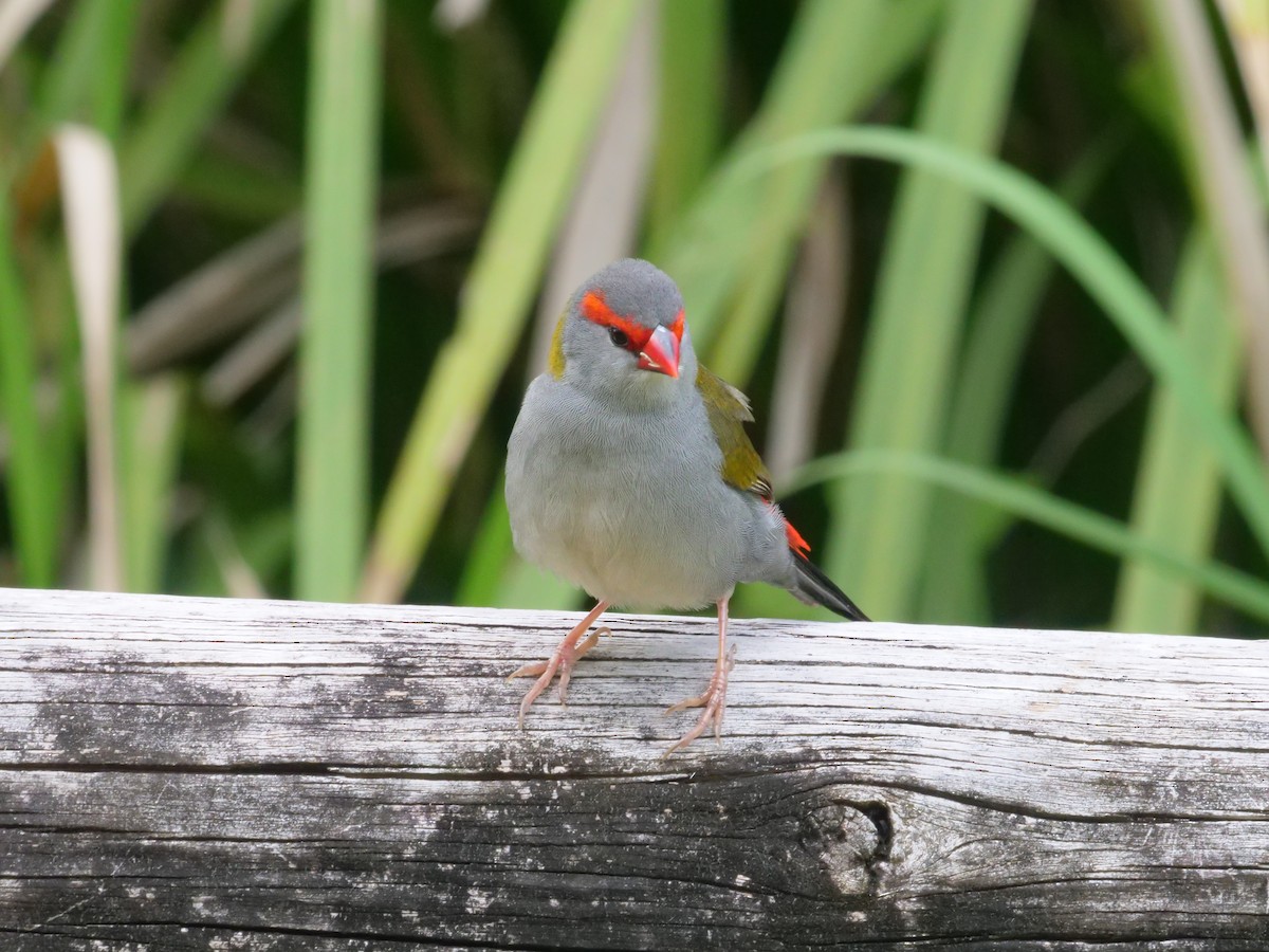 Red-browed Firetail - ML647486669