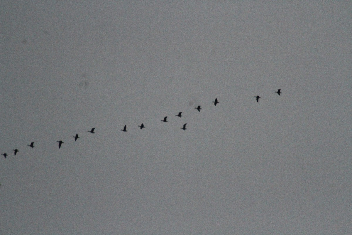 Oca delle nevi - ML647486670