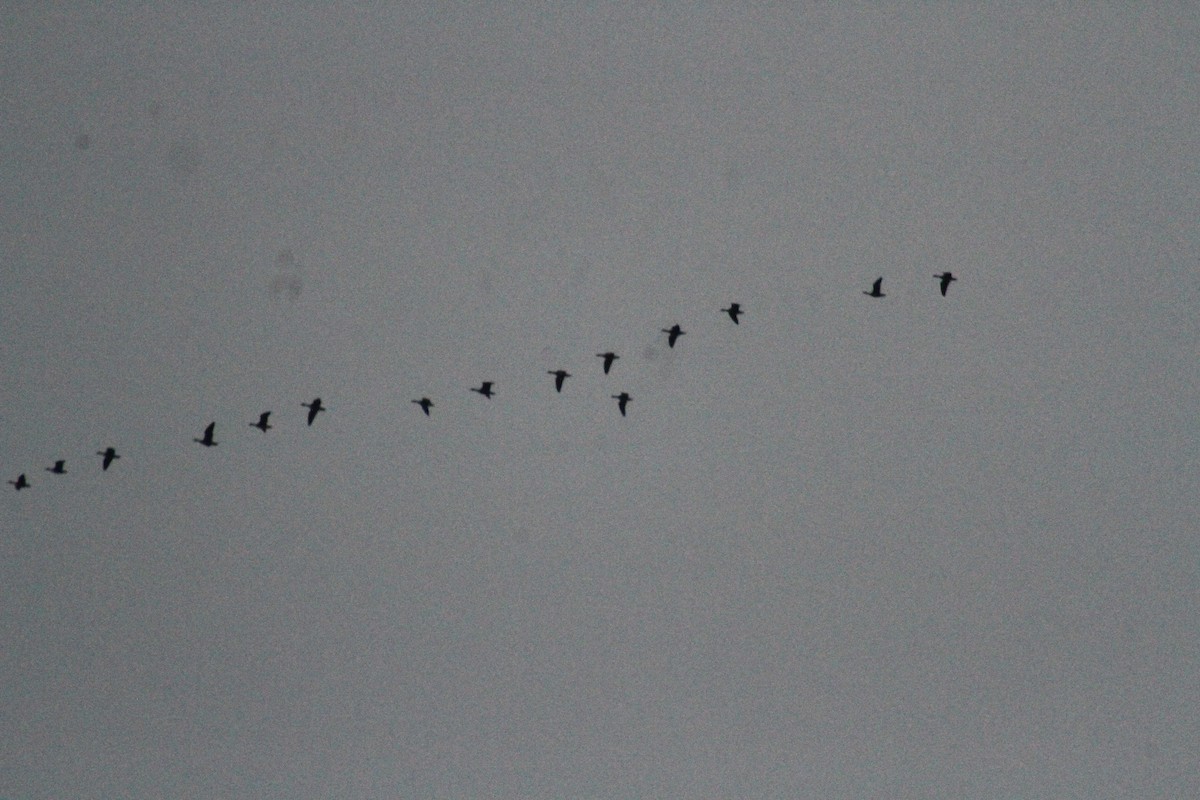 Oca delle nevi - ML647486671