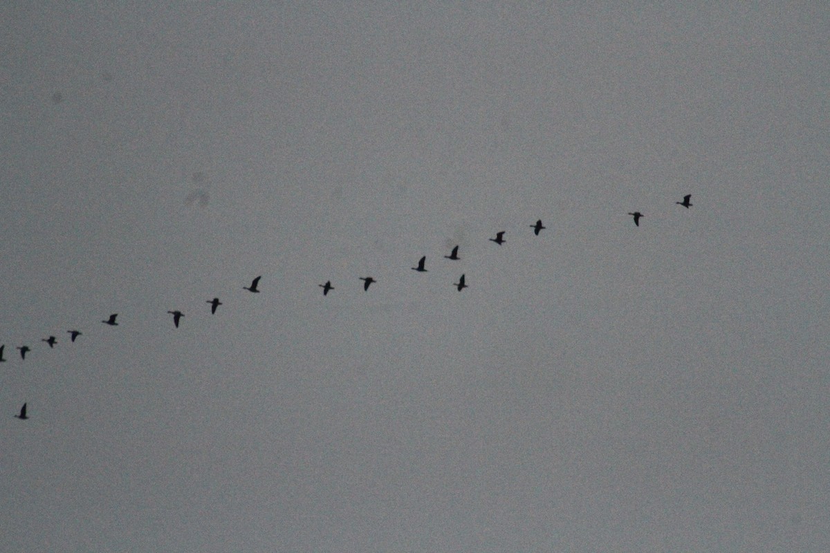 Oca delle nevi - ML647486672