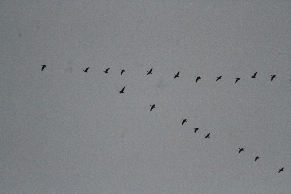 Oca delle nevi - ML647486673