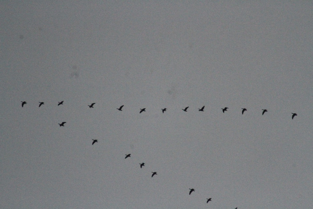 Oca delle nevi - ML647486674