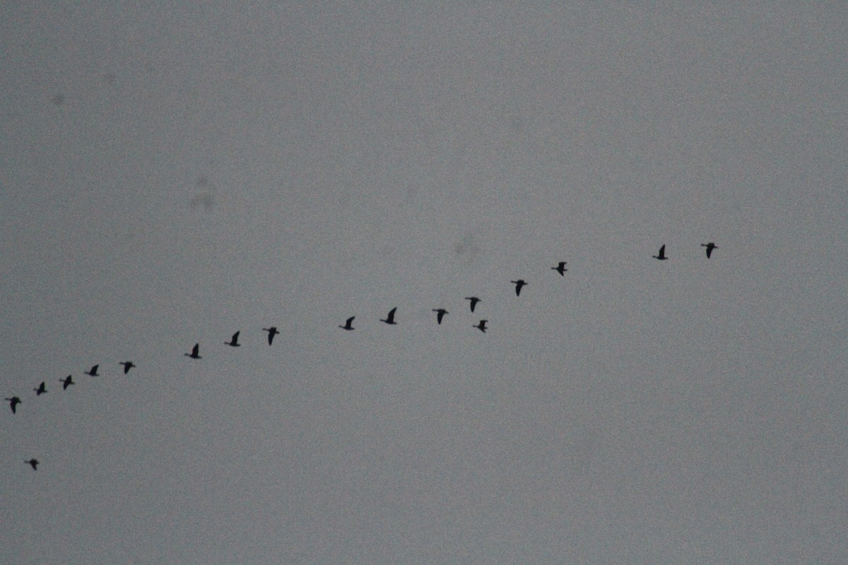 Oca delle nevi - ML647486675