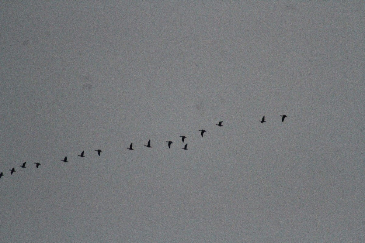 Oca delle nevi - ML647486676