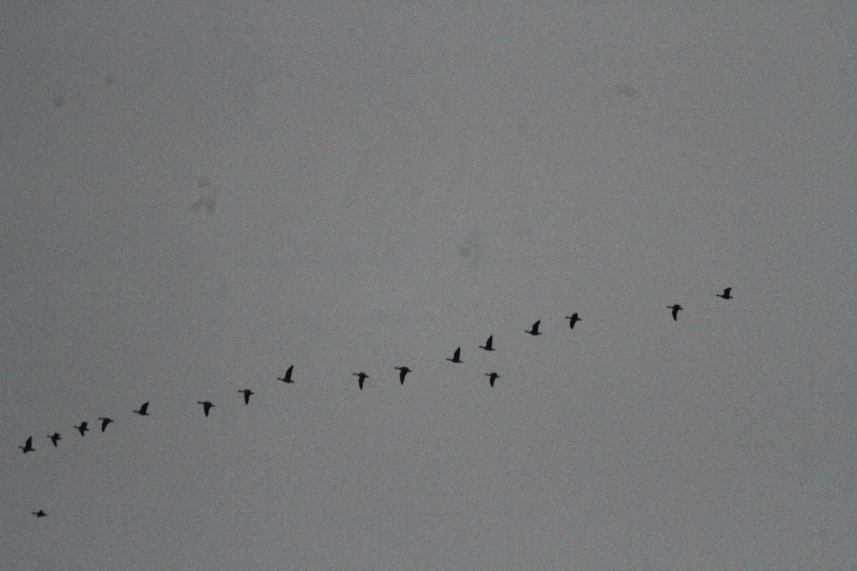 Oca delle nevi - ML647486677