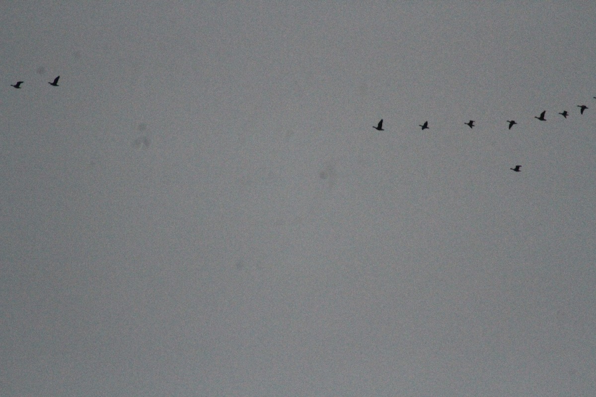 Oca delle nevi - ML647486678