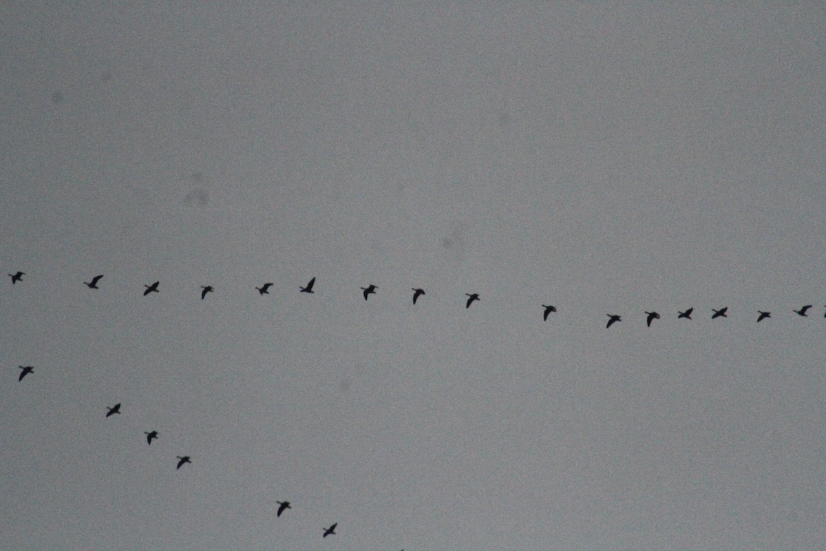 Oca delle nevi - ML647486679