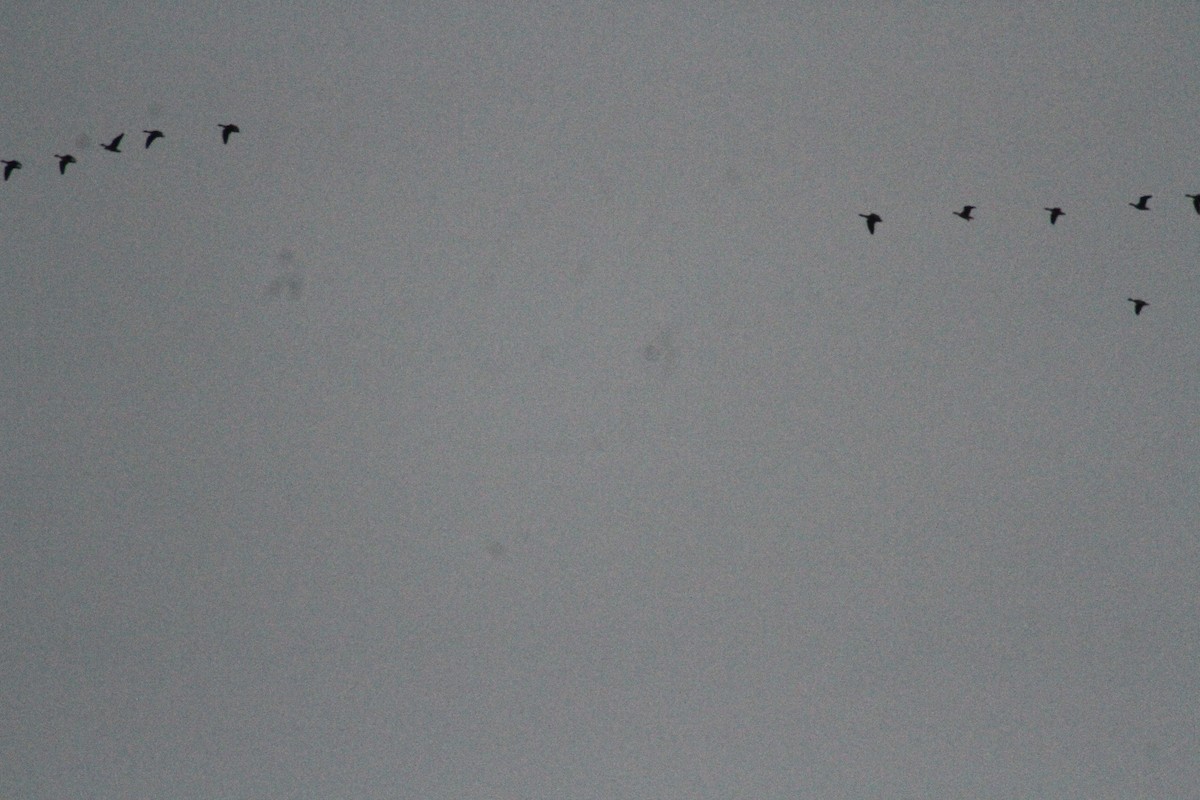 Oca delle nevi - ML647486680