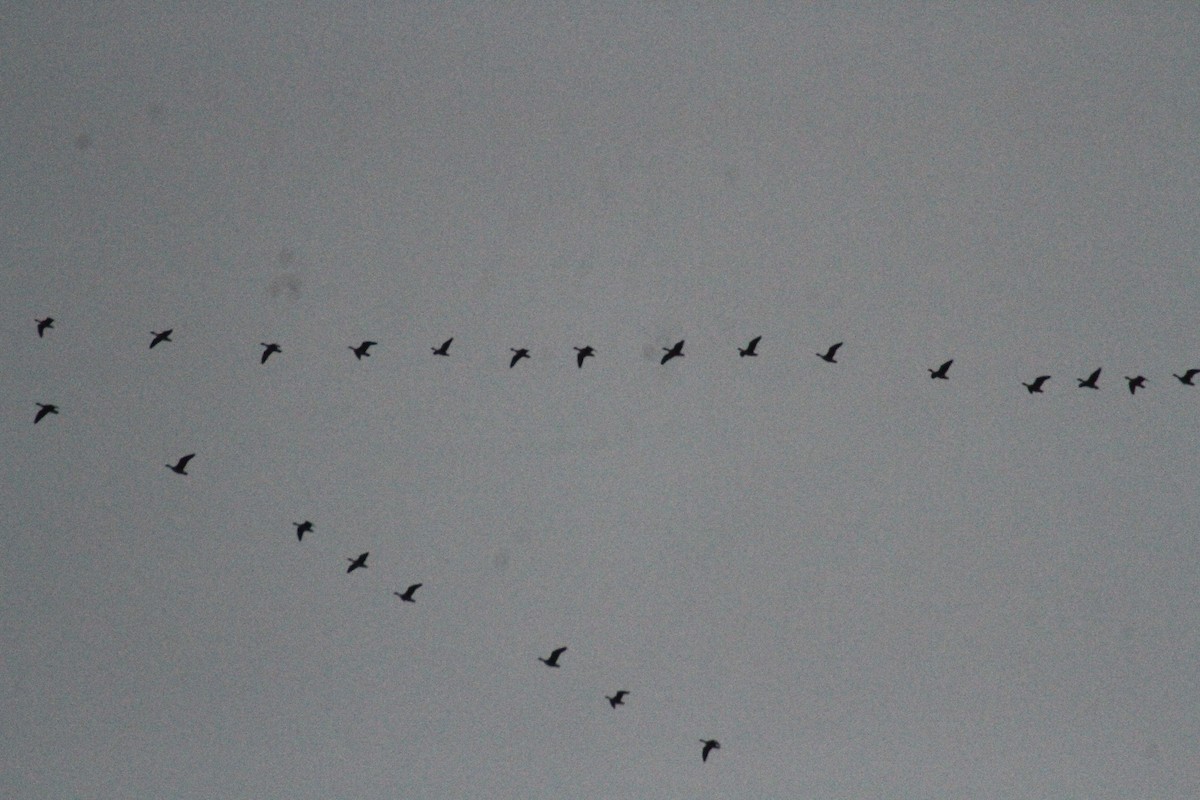 Oca delle nevi - ML647486681