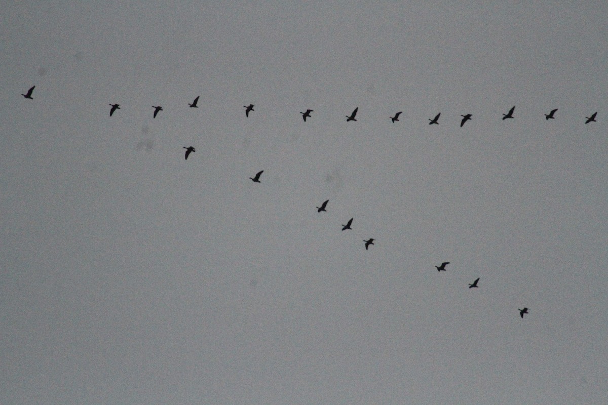 Oca delle nevi - ML647486682