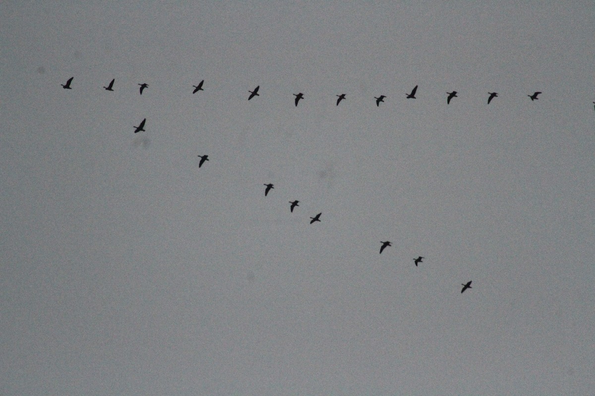 Oca delle nevi - ML647486684