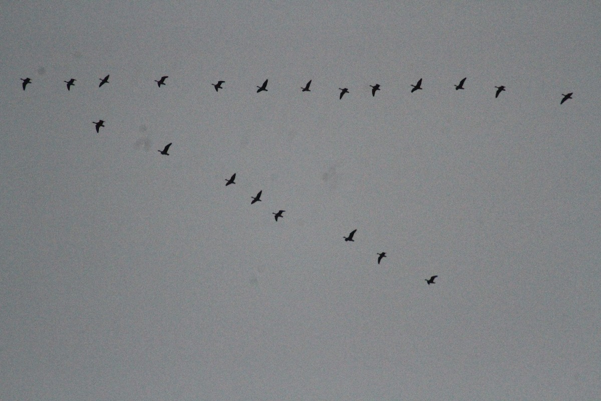 Oca delle nevi - ML647486685