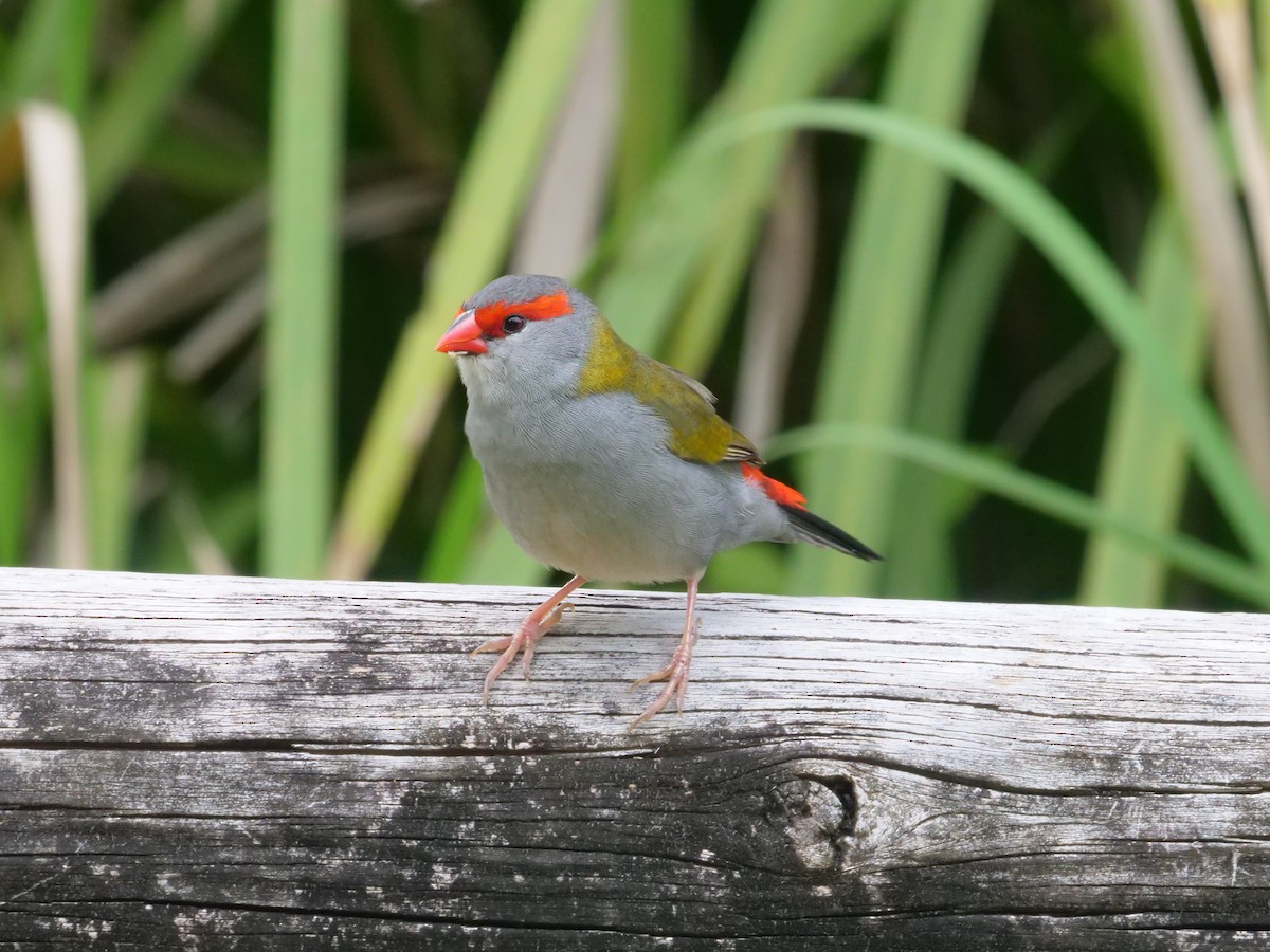 Red-browed Firetail - ML647486686