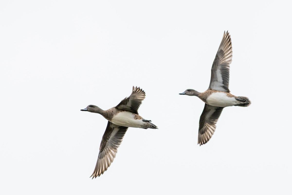 Свищ американський - ML647486693