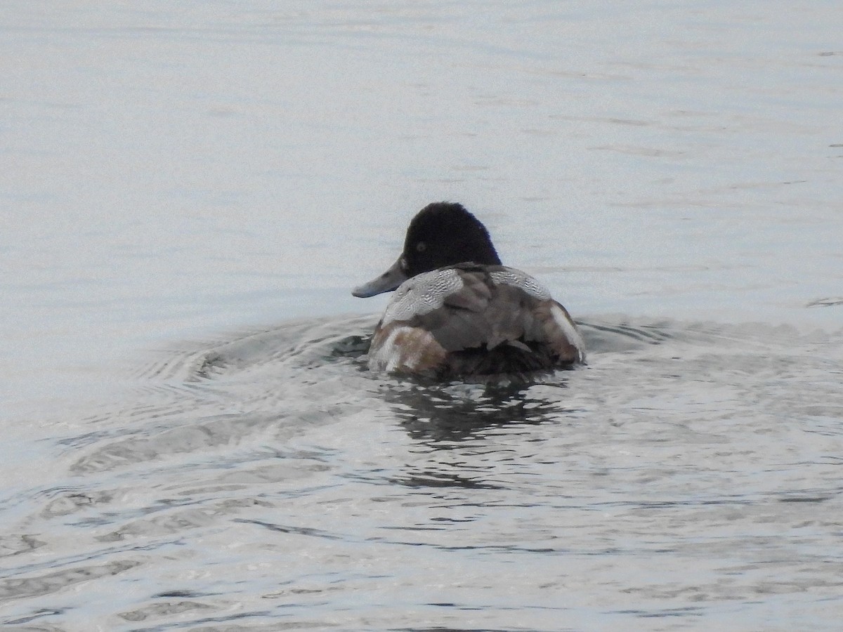 Lesser Scaup - ML647486694