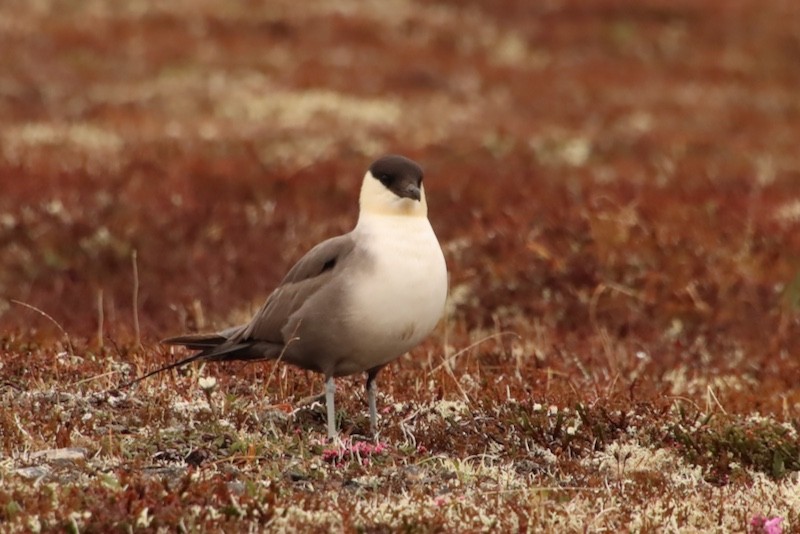 Long-tailed Jaeger - ML647486700