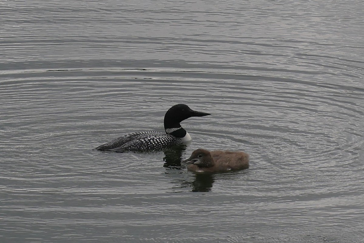 Common Loon - ML647486701