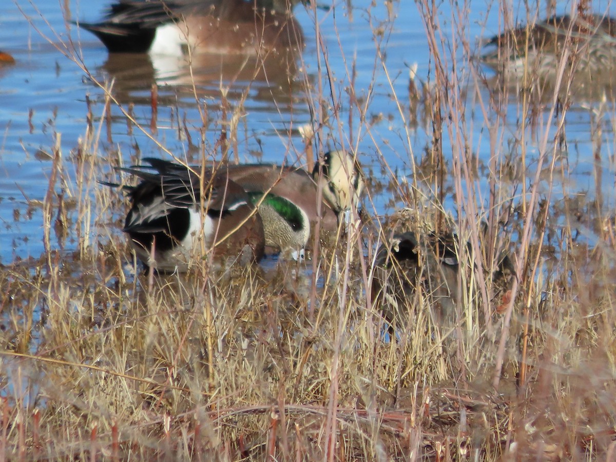 Свищ американський - ML647486706