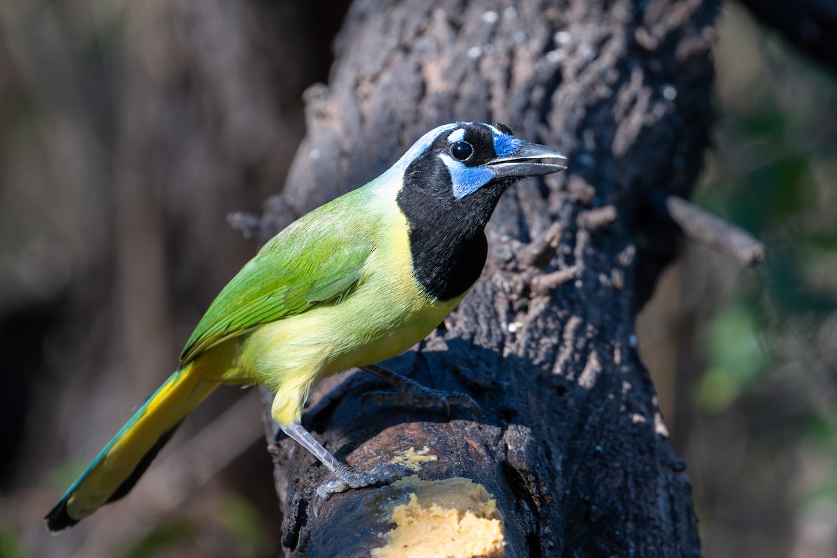 Green Jay (Green) - ML647486710