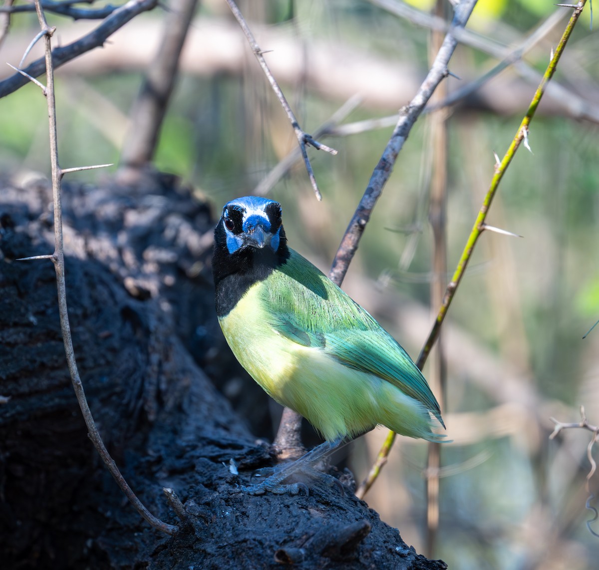 Green Jay (Green) - ML647486711