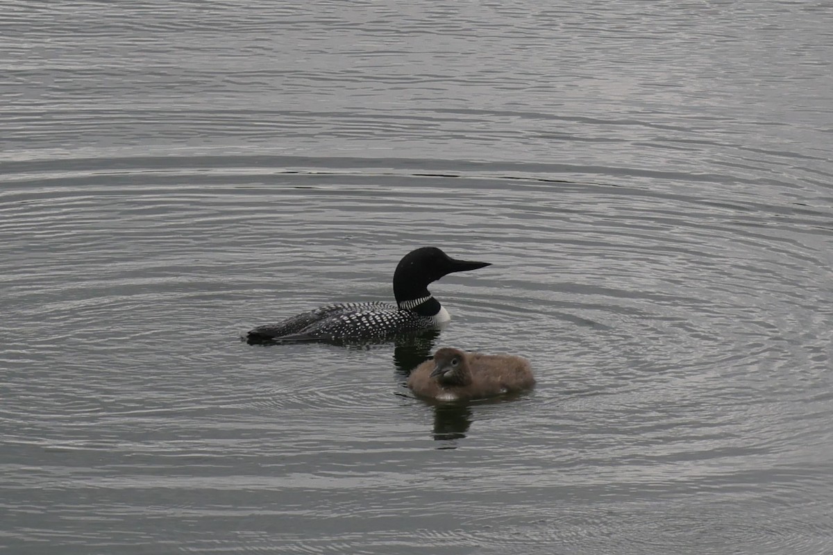 Common Loon - ML647486712