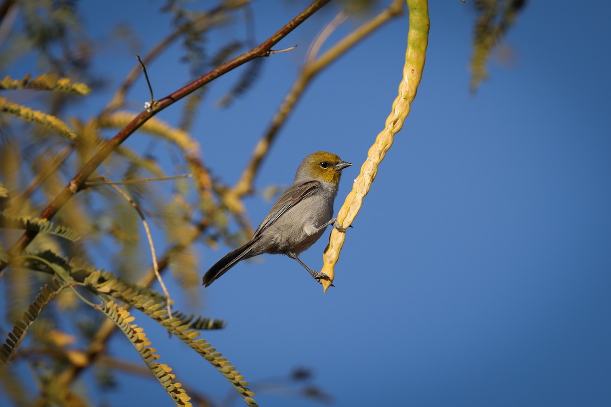 Verdin - ML647486714