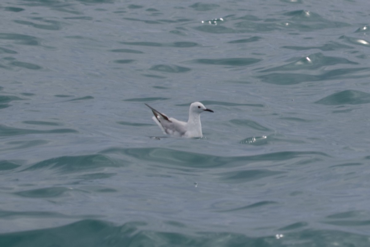 Black-billed Gull - ML647486715