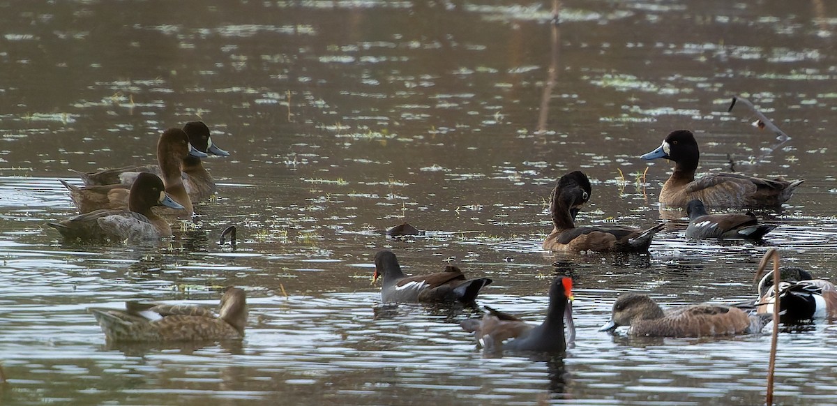 Lesser Scaup - ML647486716