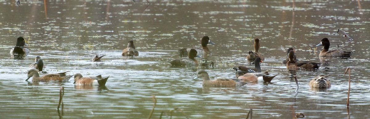 Lesser Scaup - ML647486717