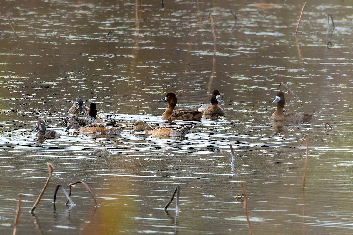 Lesser Scaup - ML647486718