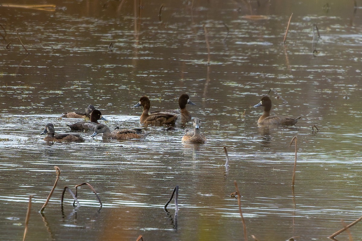 Lesser Scaup - ML647486719