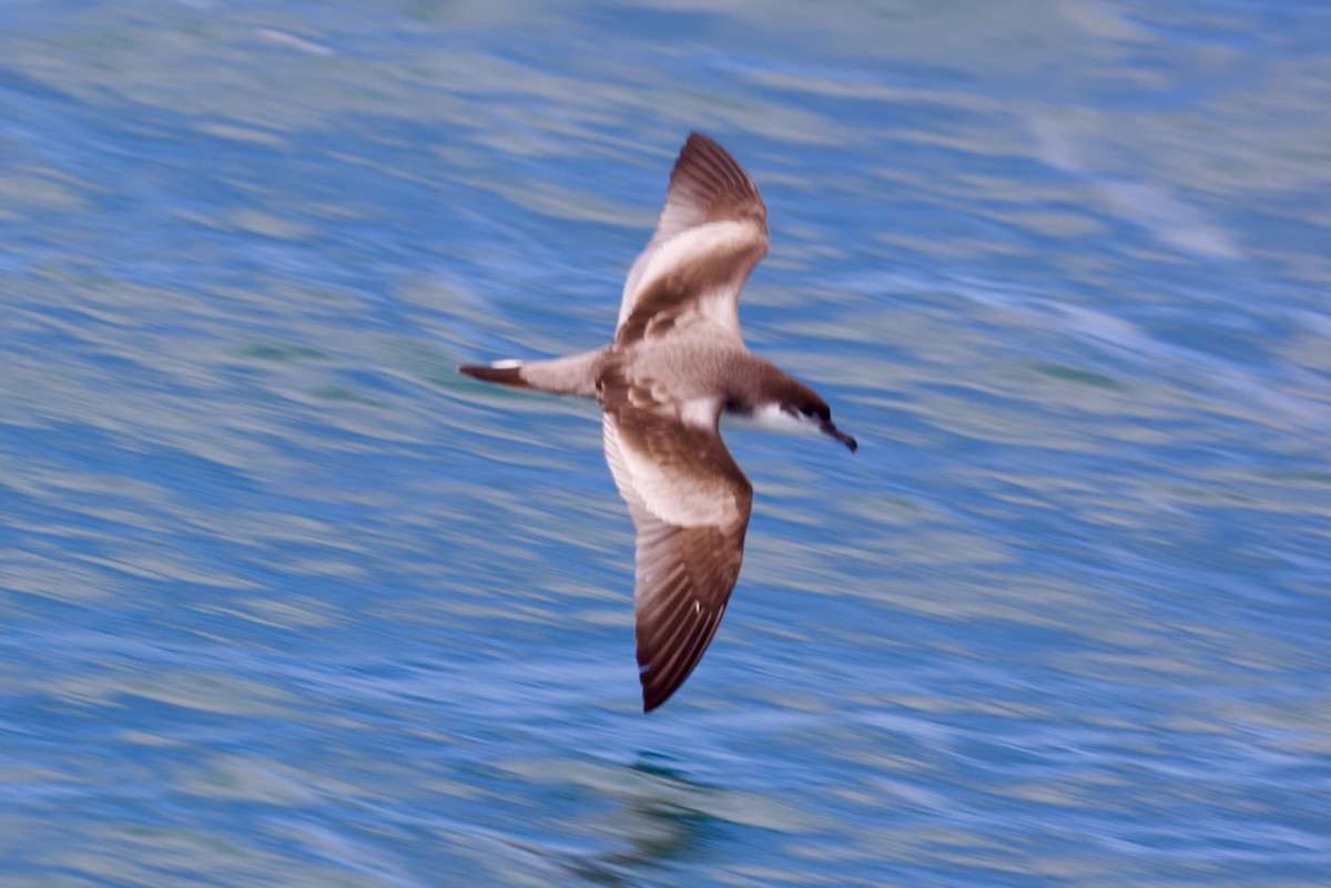 Pardela Dorsigrís - ML647486723