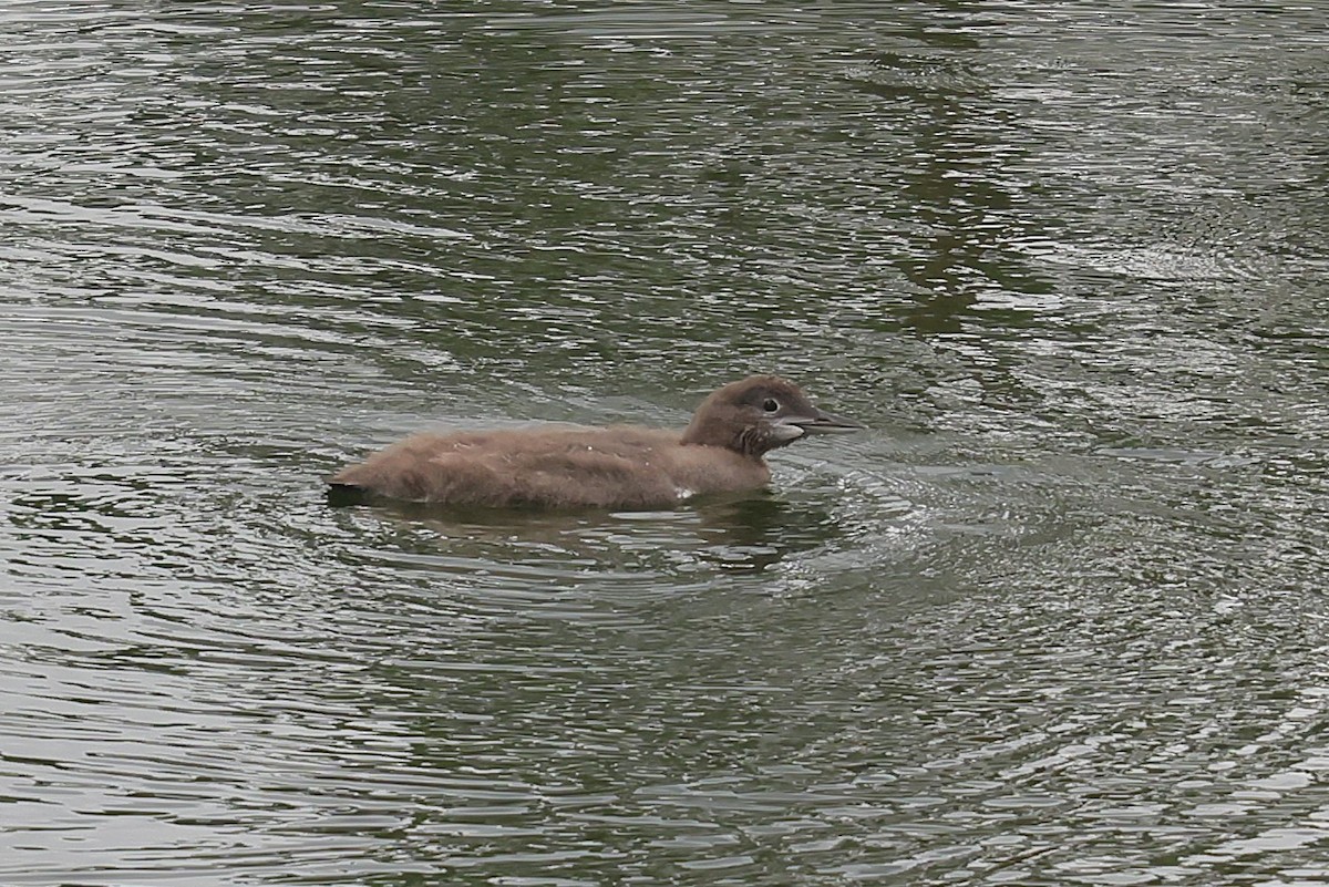 Colimbo Grande - ML647486724