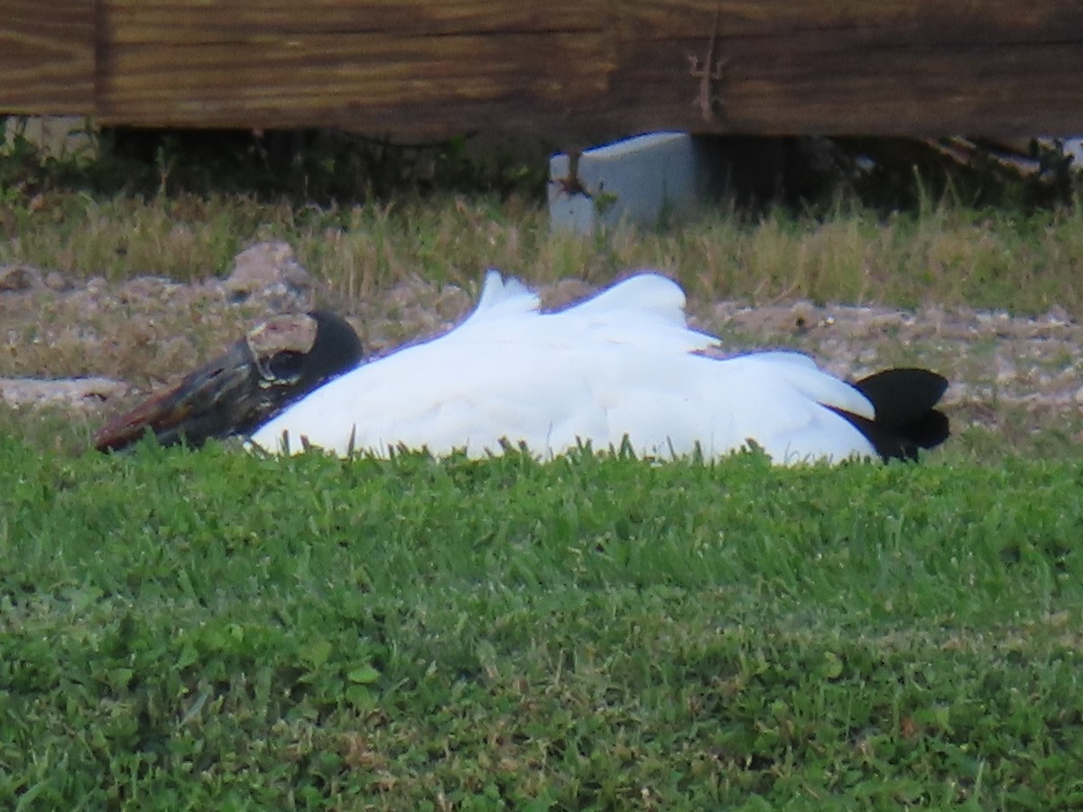 Tántalo Americano - ML647486726