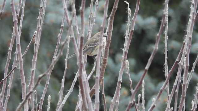 lesňáček žlutoskvrnný - ML647486727