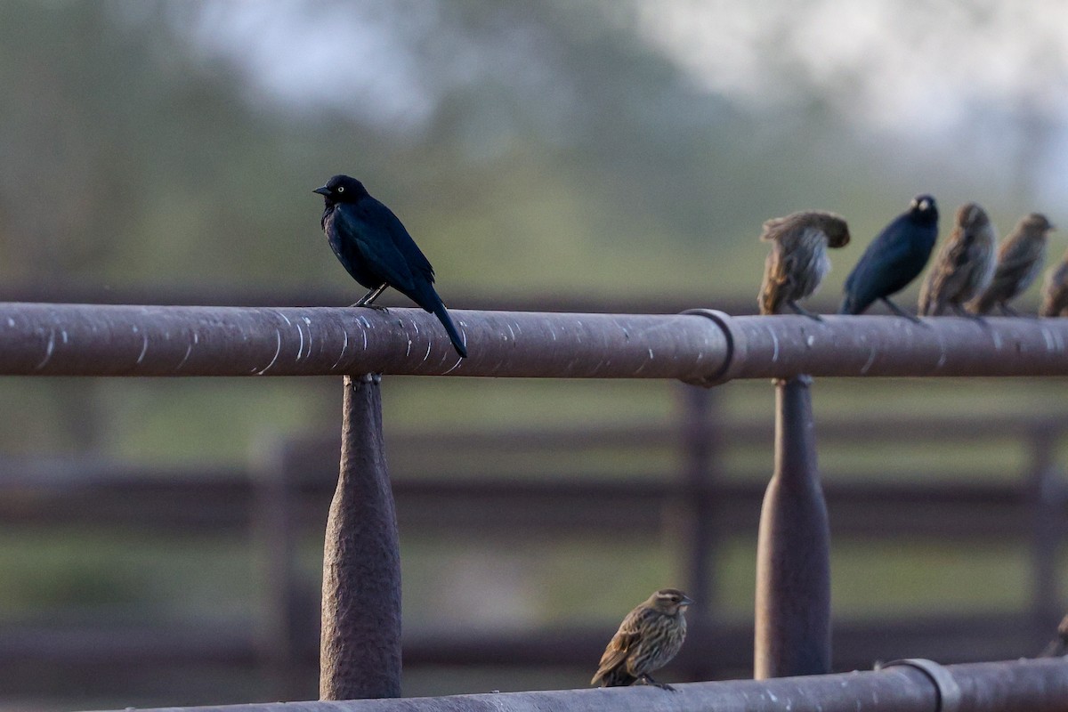 Zanate de Brewer - ML647486728