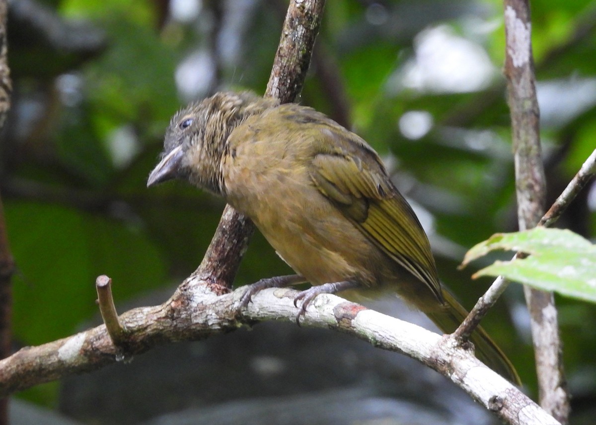 Tangara Pechiocre - ML647486729