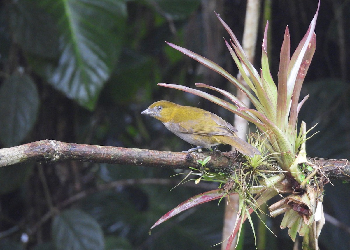 Clorospingo Gorjiamarillo - ML647486730