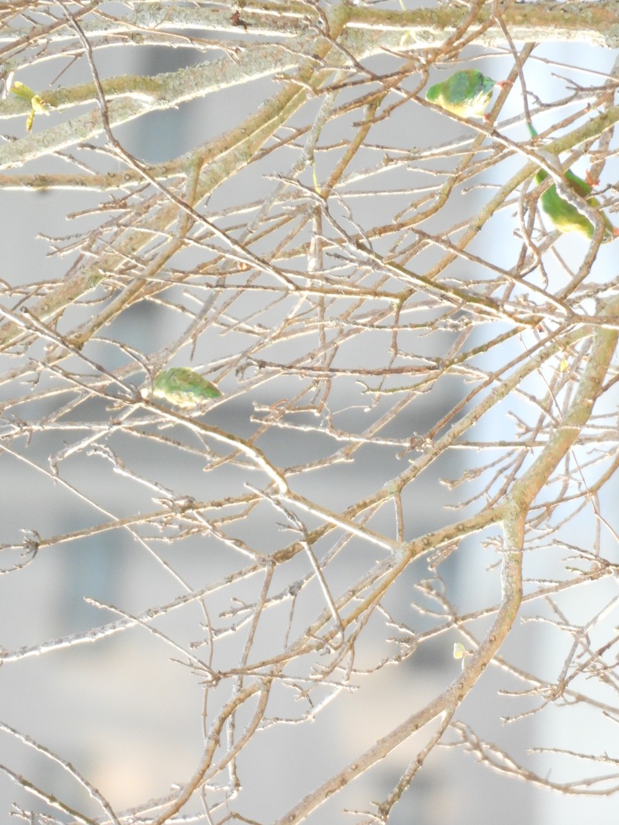 Cotorrita de Anteojos - ML647486731