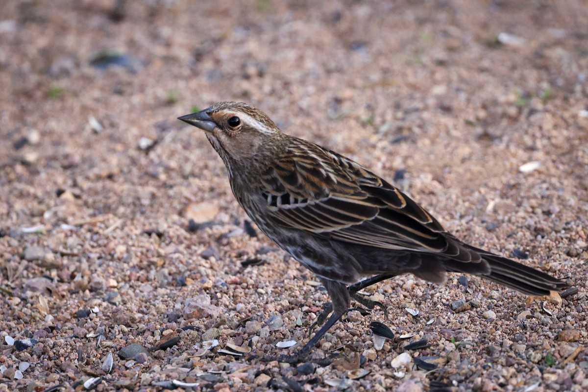 Sargento Alirrojo - ML647486733