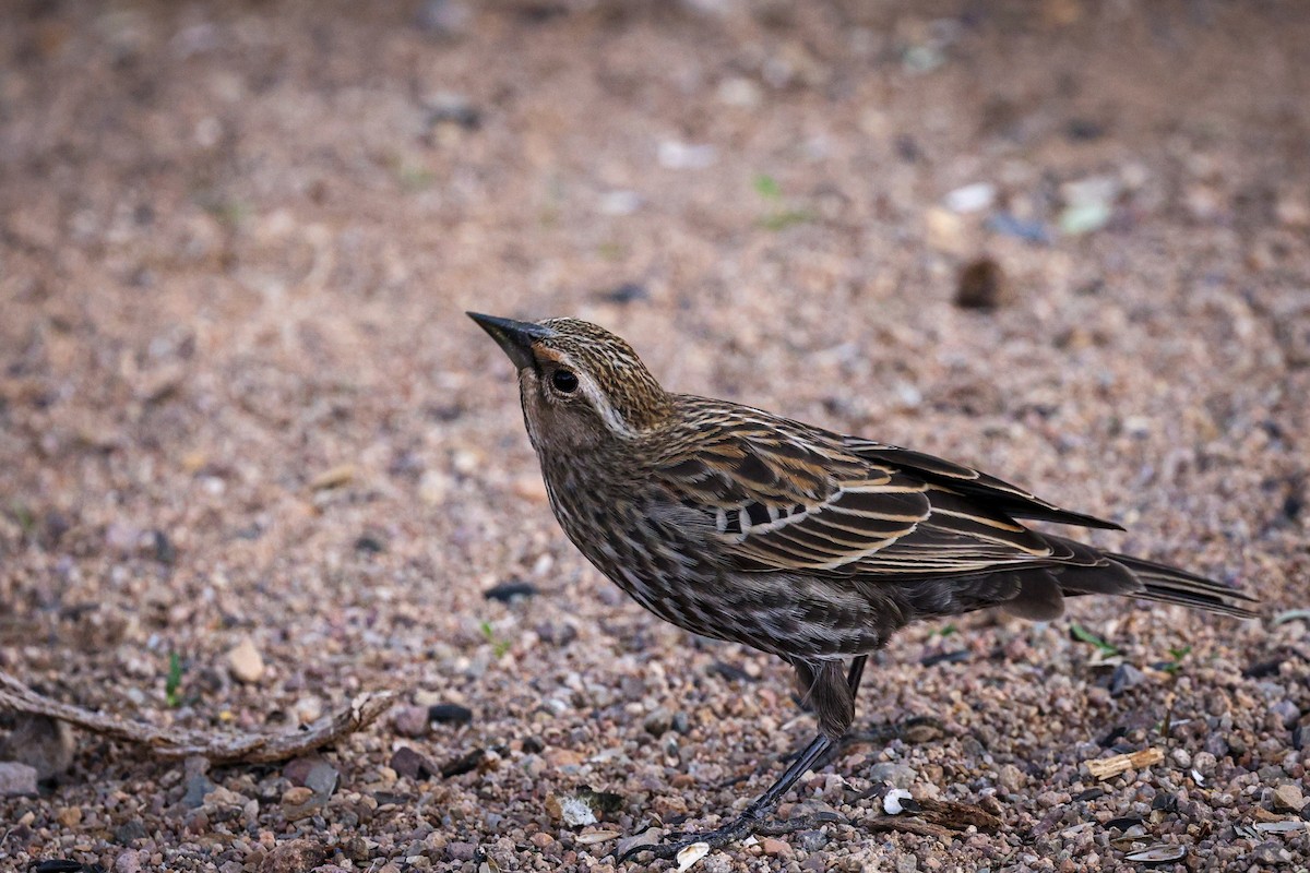 Sargento Alirrojo - ML647486734