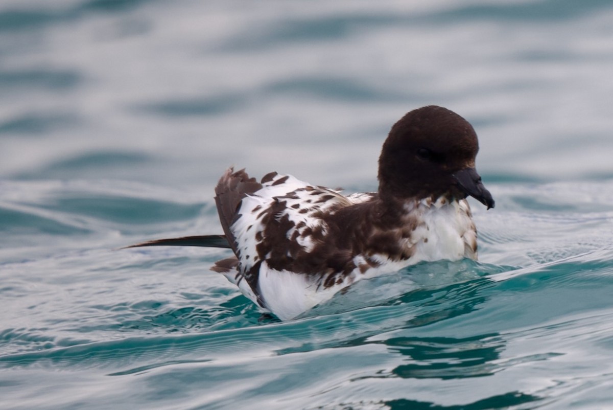 Petrel Damero - ML647486735