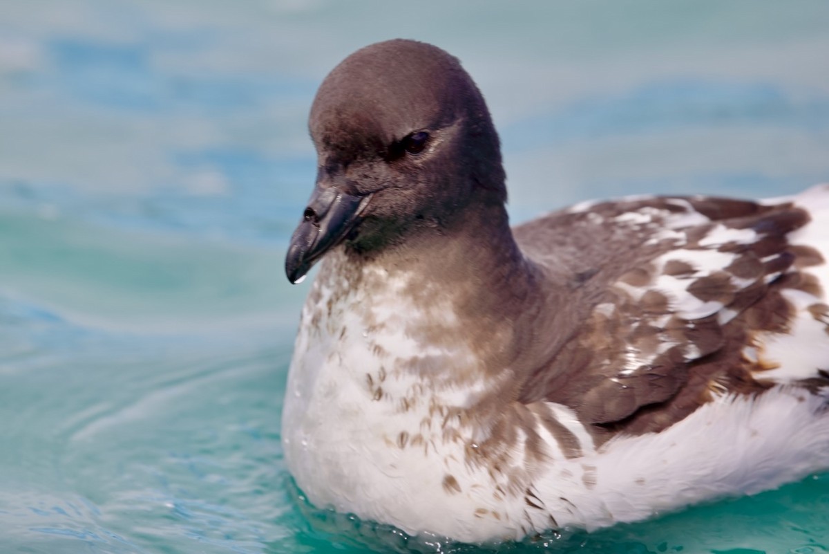 Petrel Damero - ML647486736