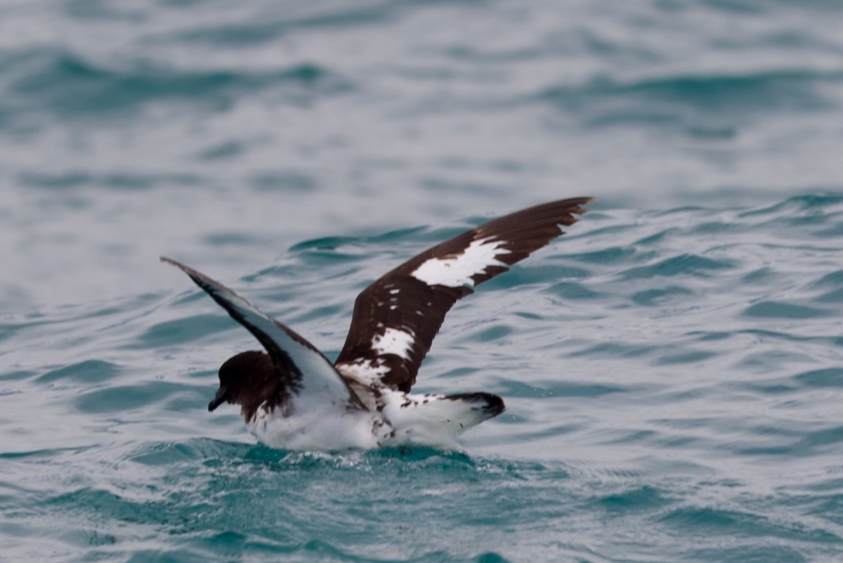 Petrel Damero - ML647486737