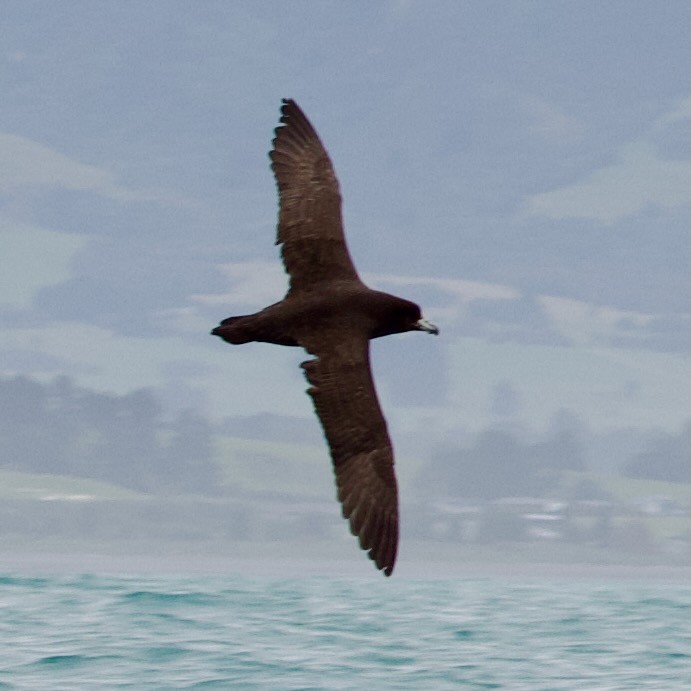 Pardela Paticlara - ML647486740