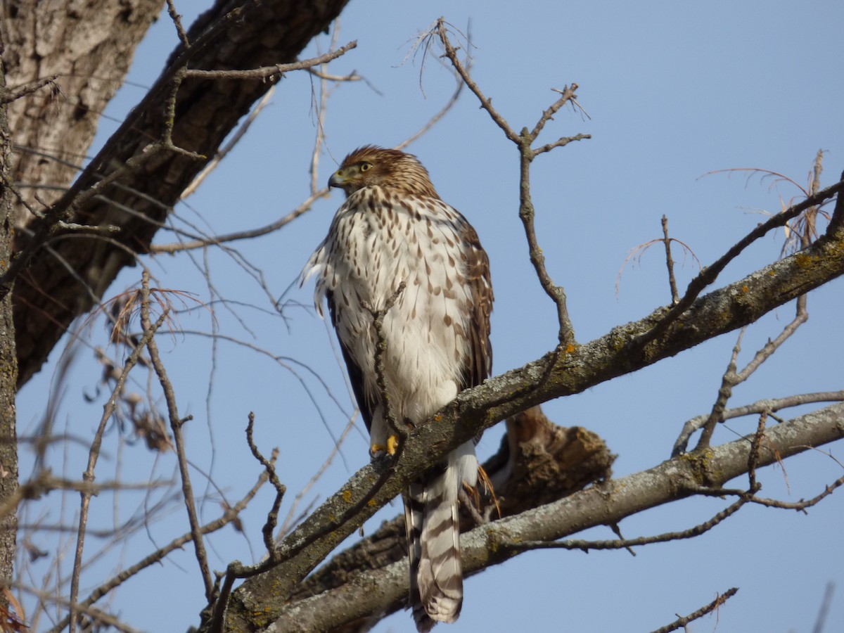 Gavilán de Cooper - ML647486742