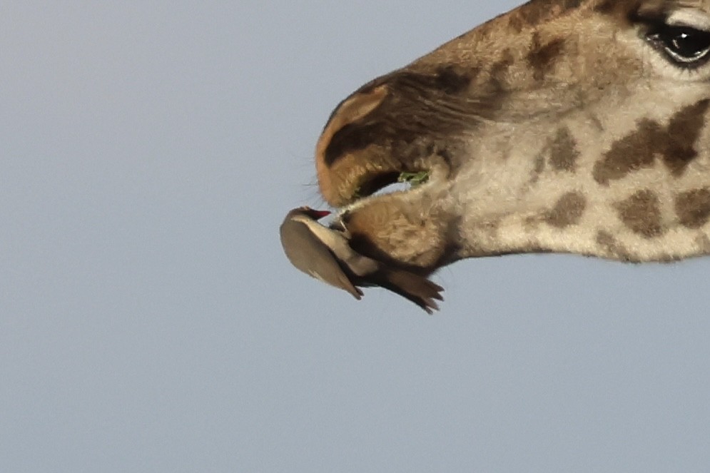 Picabueyes Piquirrojo - ML647486743