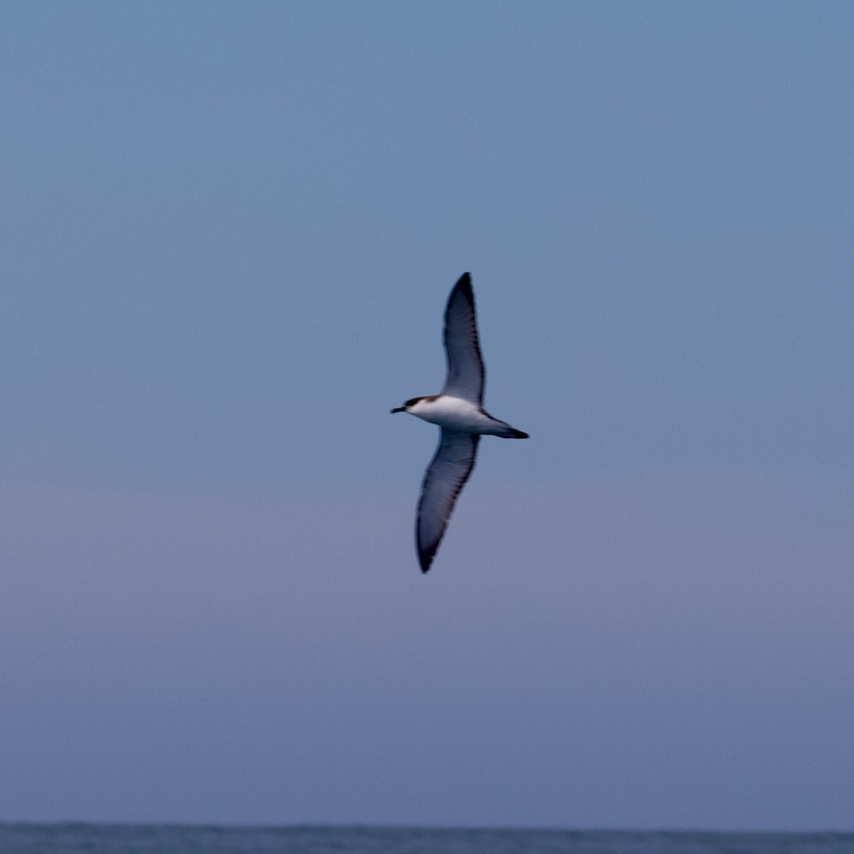 Pardela Dorsigrís - ML647486744