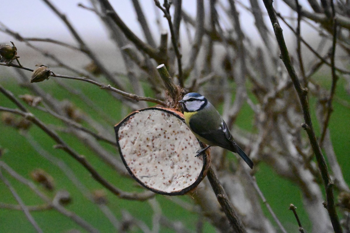 Herrerillo Común - ML647486745